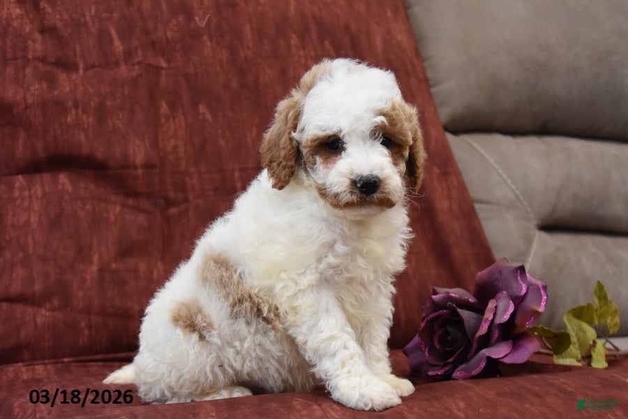 Cavapoo dogs Russell - Ad 2