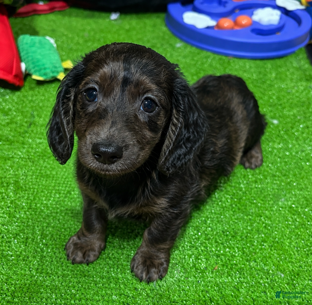 Miniature Dachshund dogs Leo - Ad 23