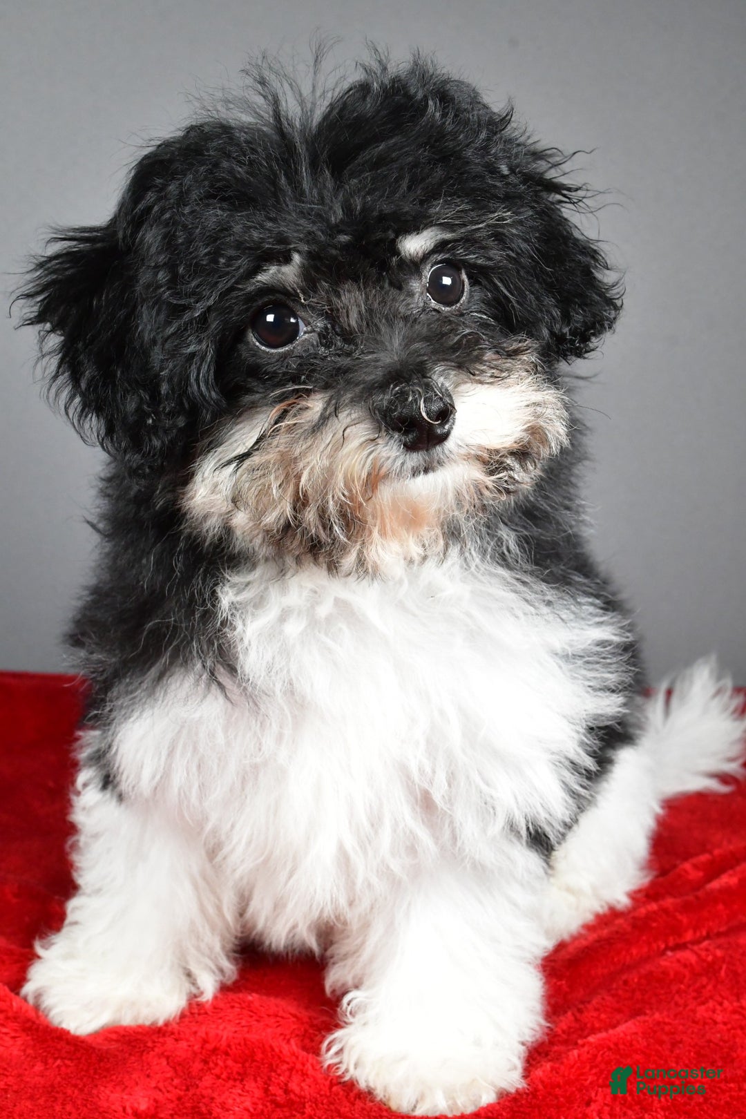 Bichpoo dogs for sale: Bichpoo Puppy 3 - Ad 3