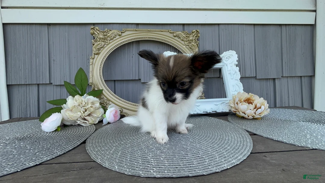 Papillon dogs for sale: Meadow - Ad 1