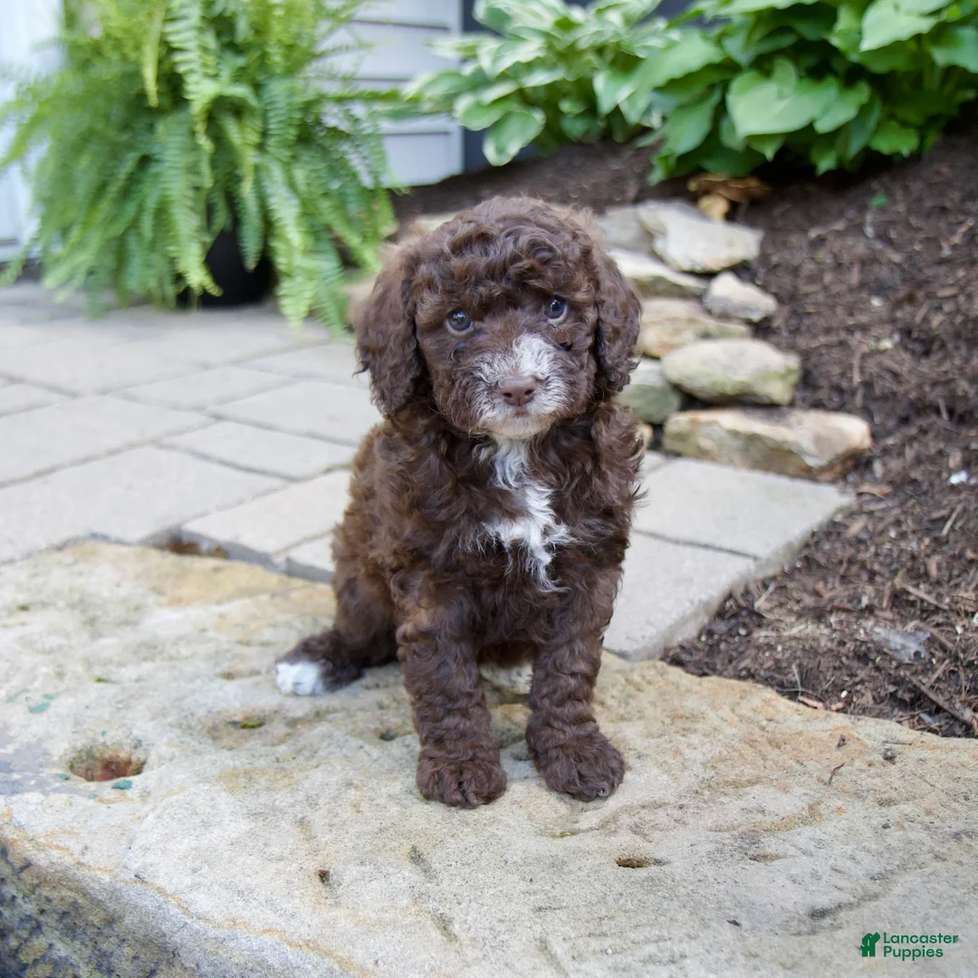 Mixed Breed dogs for sale: Felicity - Ad 1