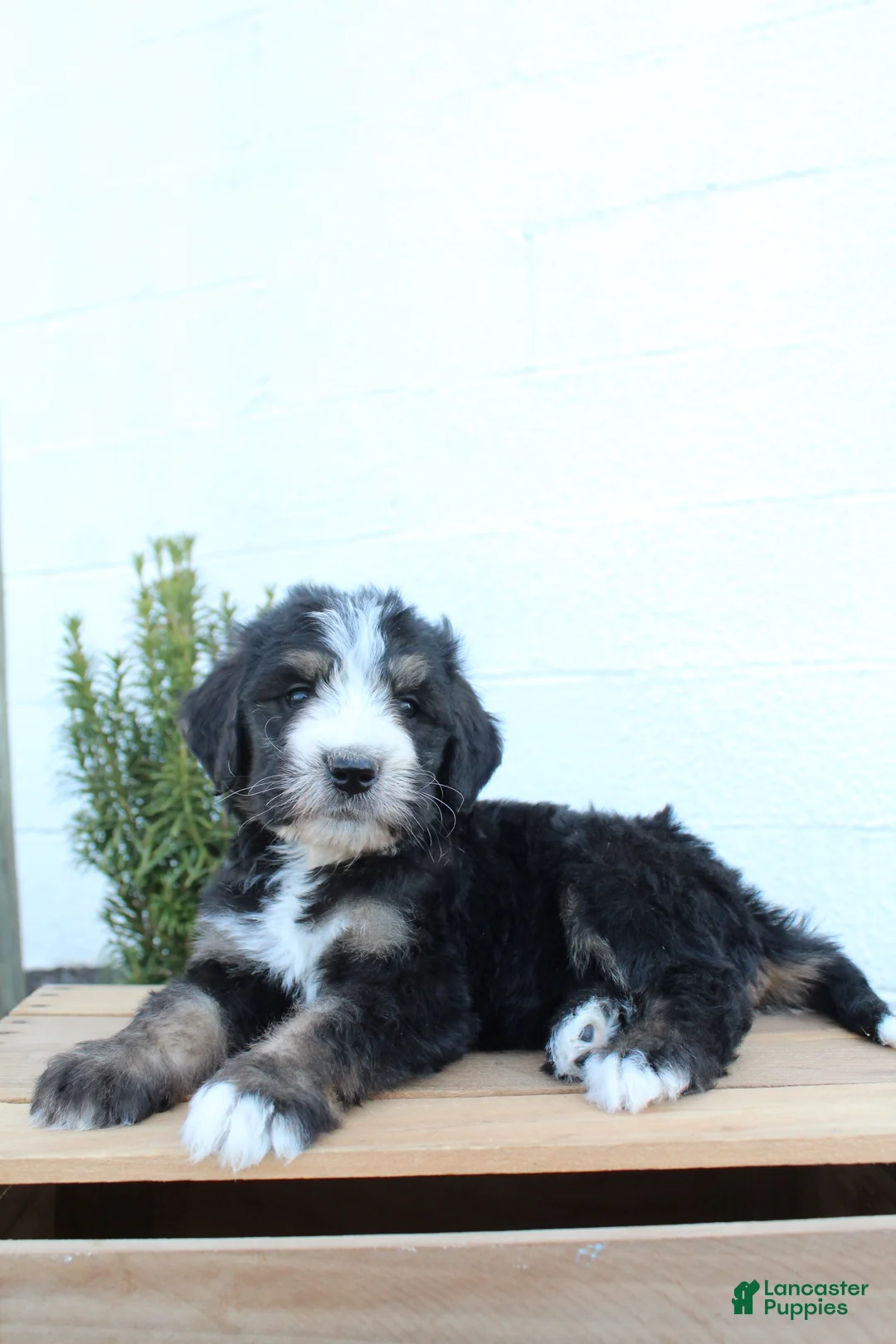 Bernedoodle dogs for sale: Lincoln - Ad 2