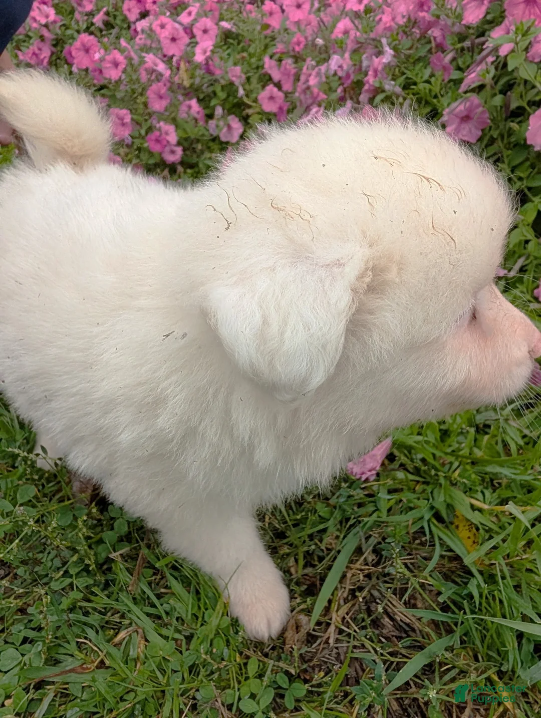 Pomsky dogs for sale: Pomsky 3 Blue - Ad 2
