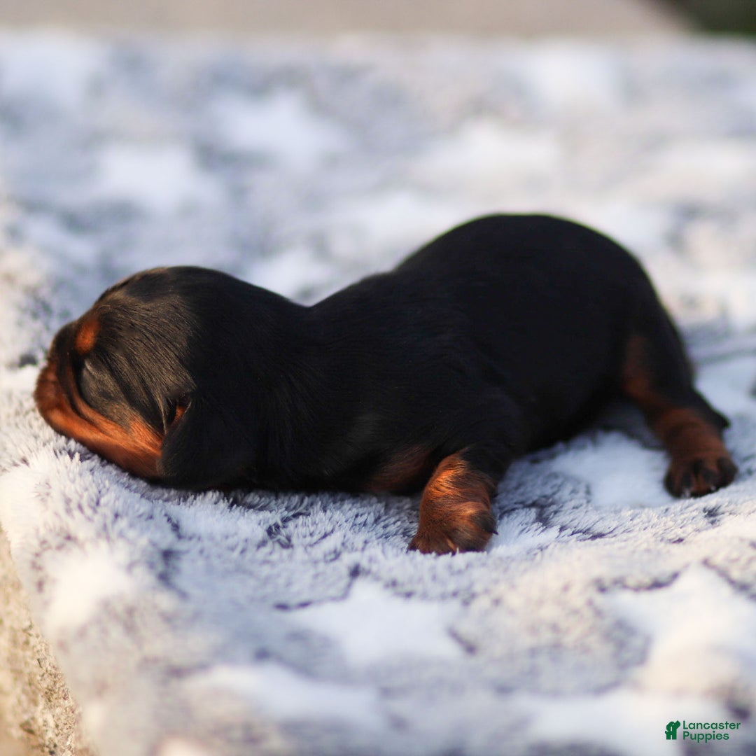 Cavalier King Charles Spaniel dogs for sale: Elain - Ad 5