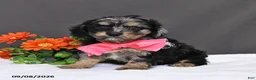 Cavapoo dogs for sale: Daisy - Ad 4