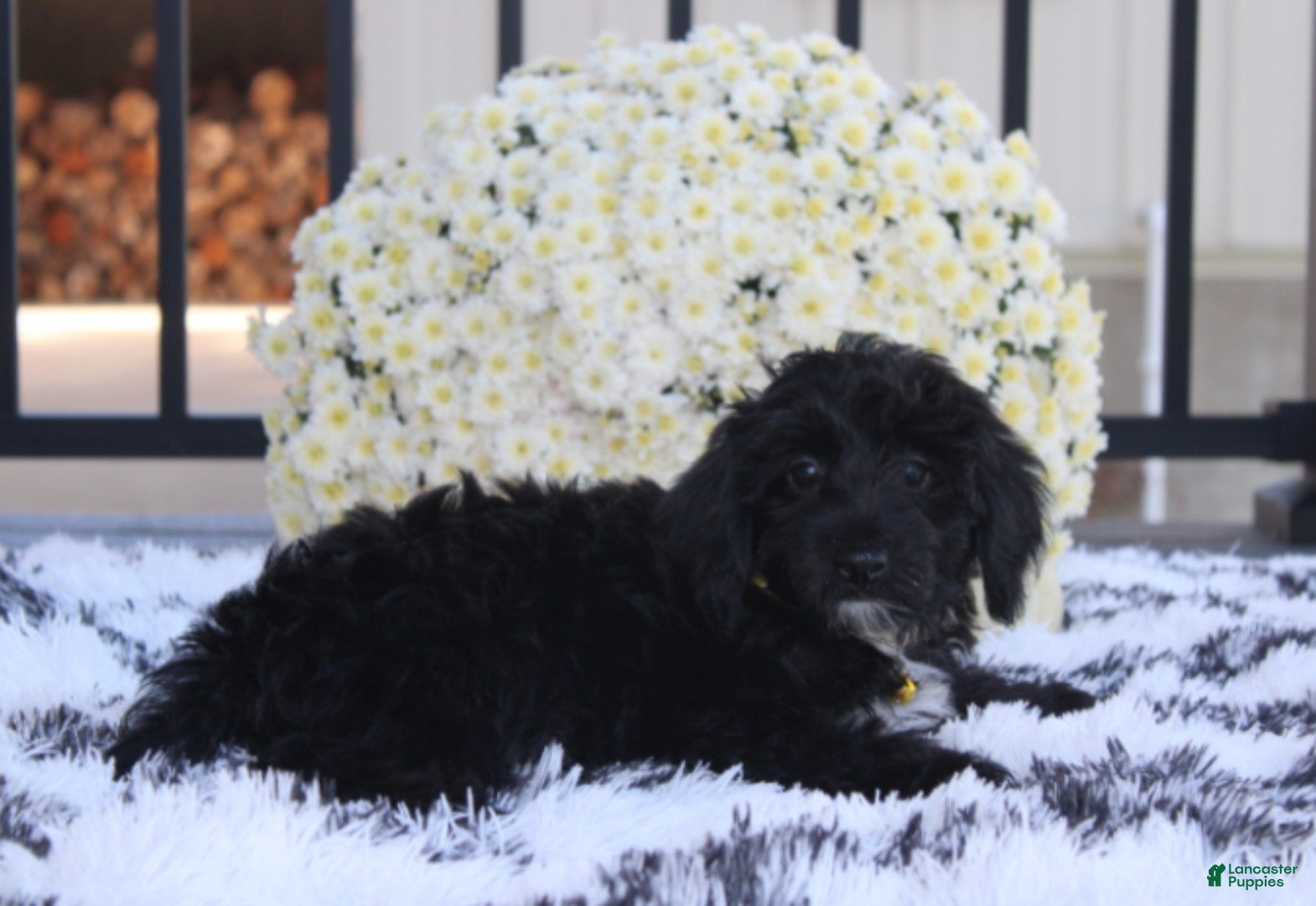 Yorkiepoo dogs Ranger  - Ad 2