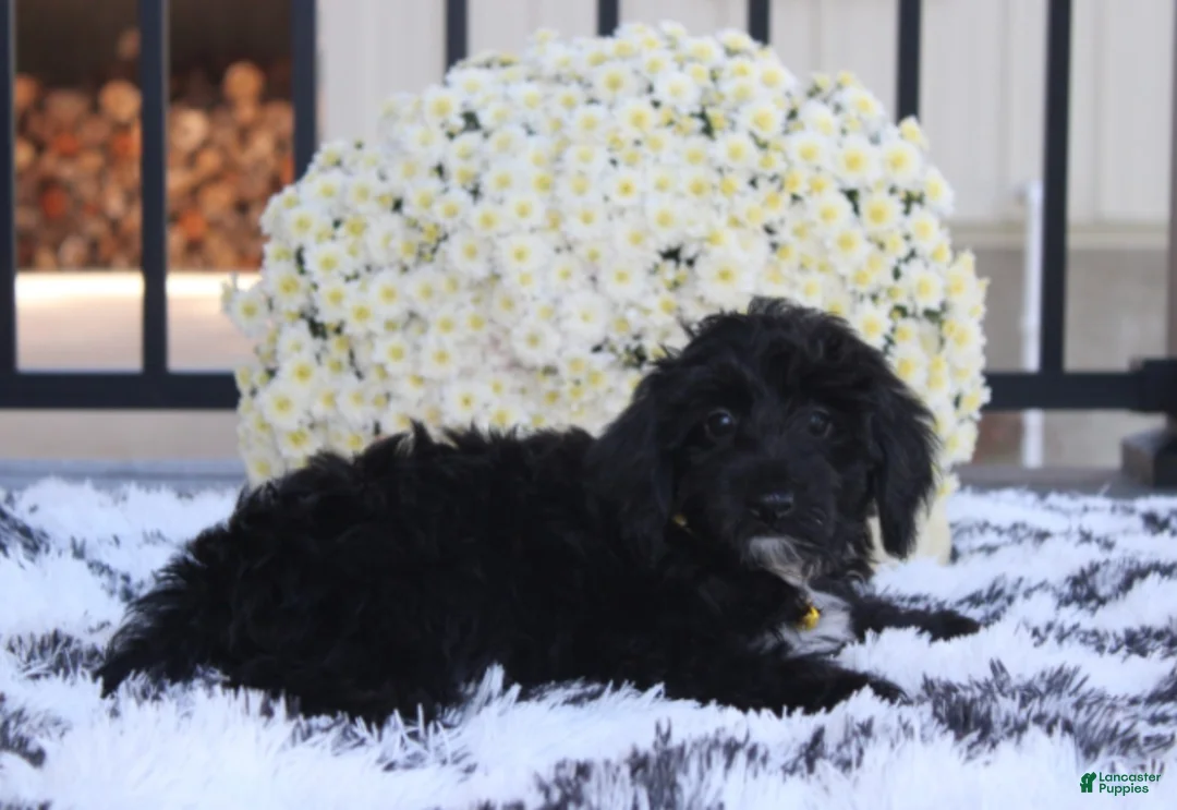 Yorkiepoo dogs for sale: Ranger  - Ad 2