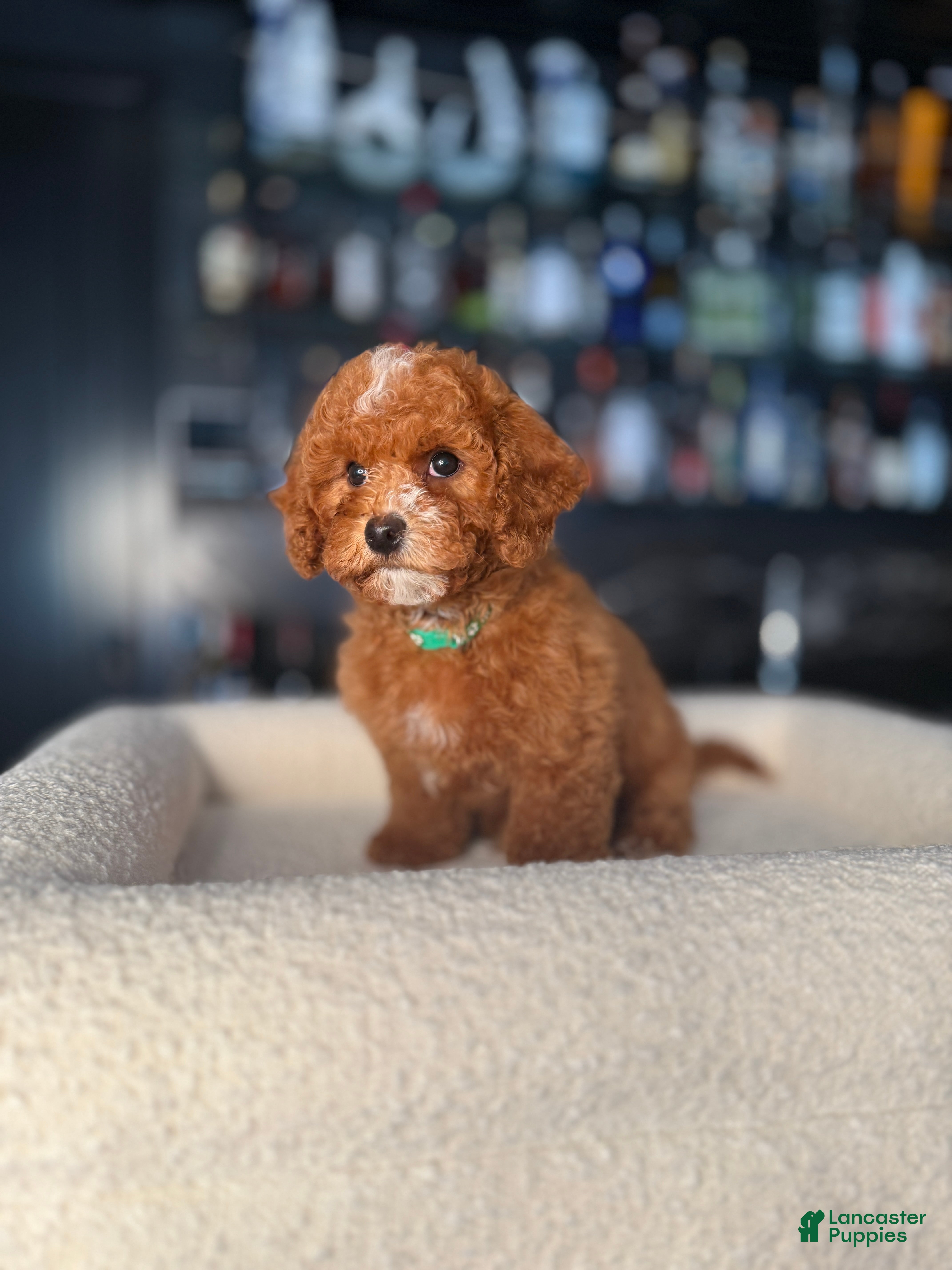 Cavapoo dogs Cavapoo Puppy 1 - Ad 13