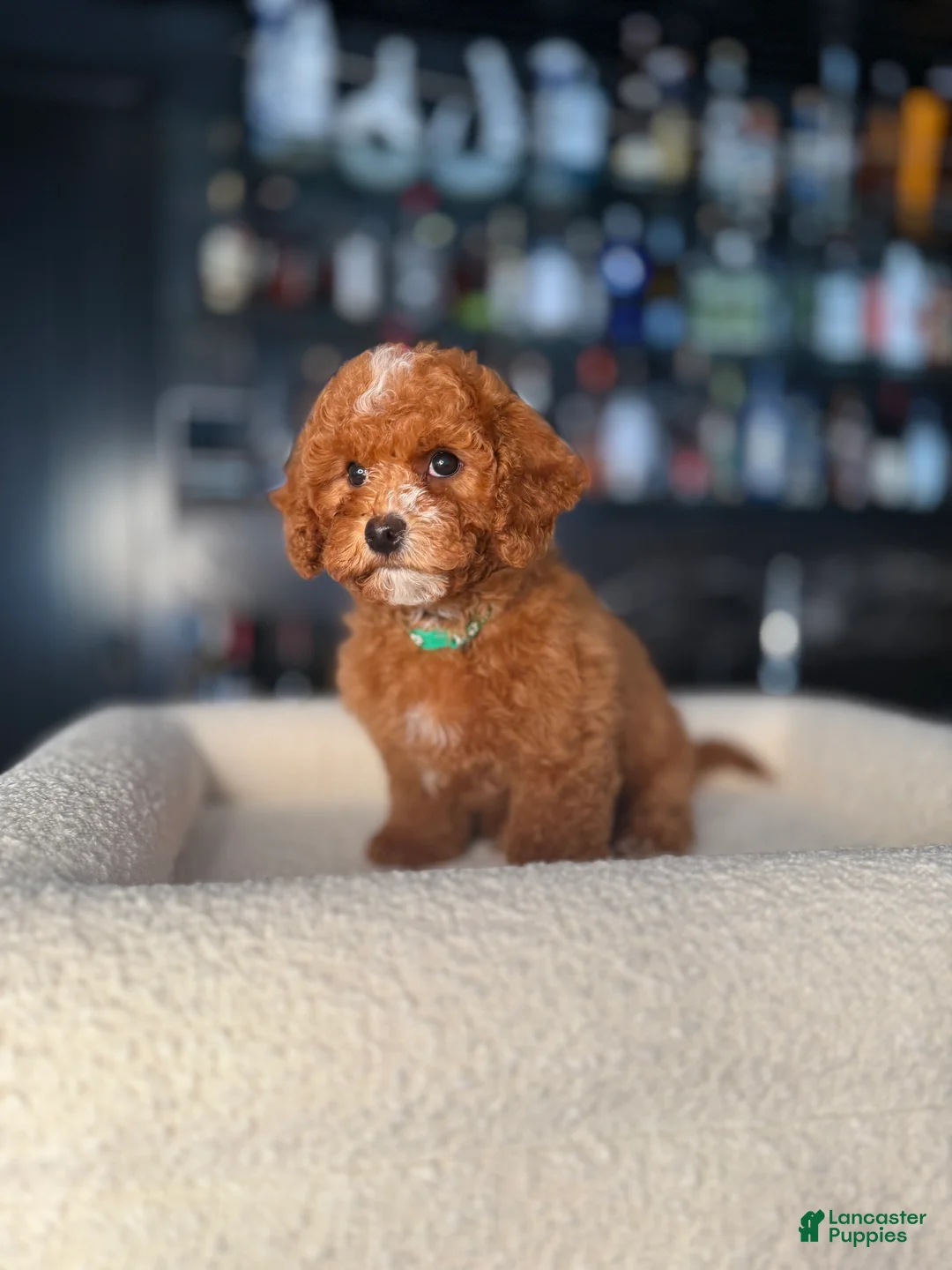 Cavapoo dogs for sale: Cavapoo Puppy 1 - Ad 1