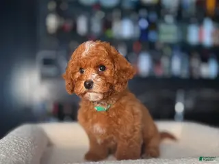 Cavapoo dogs Cavapoo Puppy 1 - Ad 13