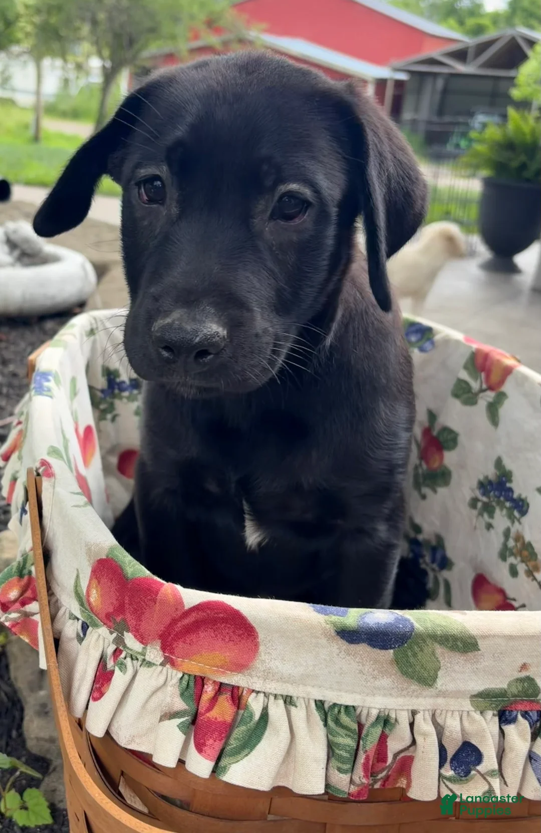 Mixed Breed dogs for sale: Mixed Breed 2 - Ad 1