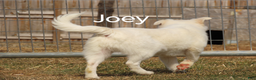 Mixed Breed dogs for sale: Joey  - Ad 2