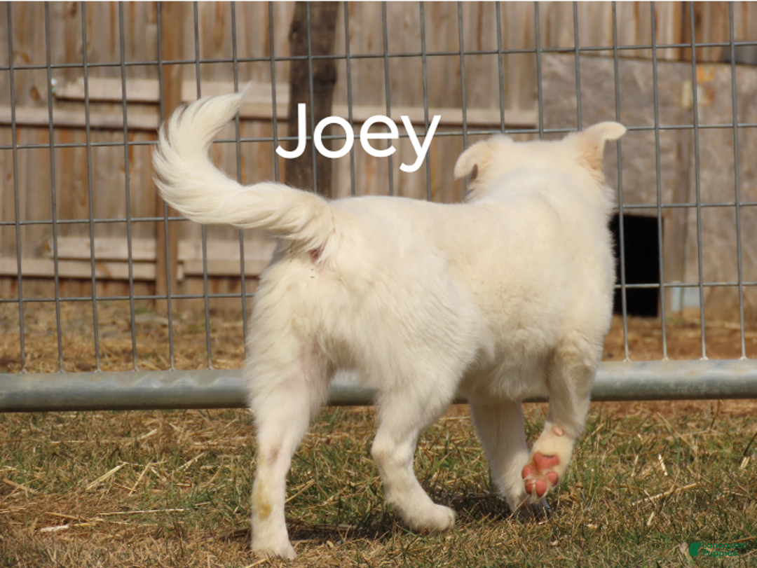 Mixed Breed dogs for sale: Joey  - Ad 2