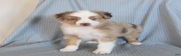 Miniature Australian Shepherd dogs for sale: Blossom - Ad 4