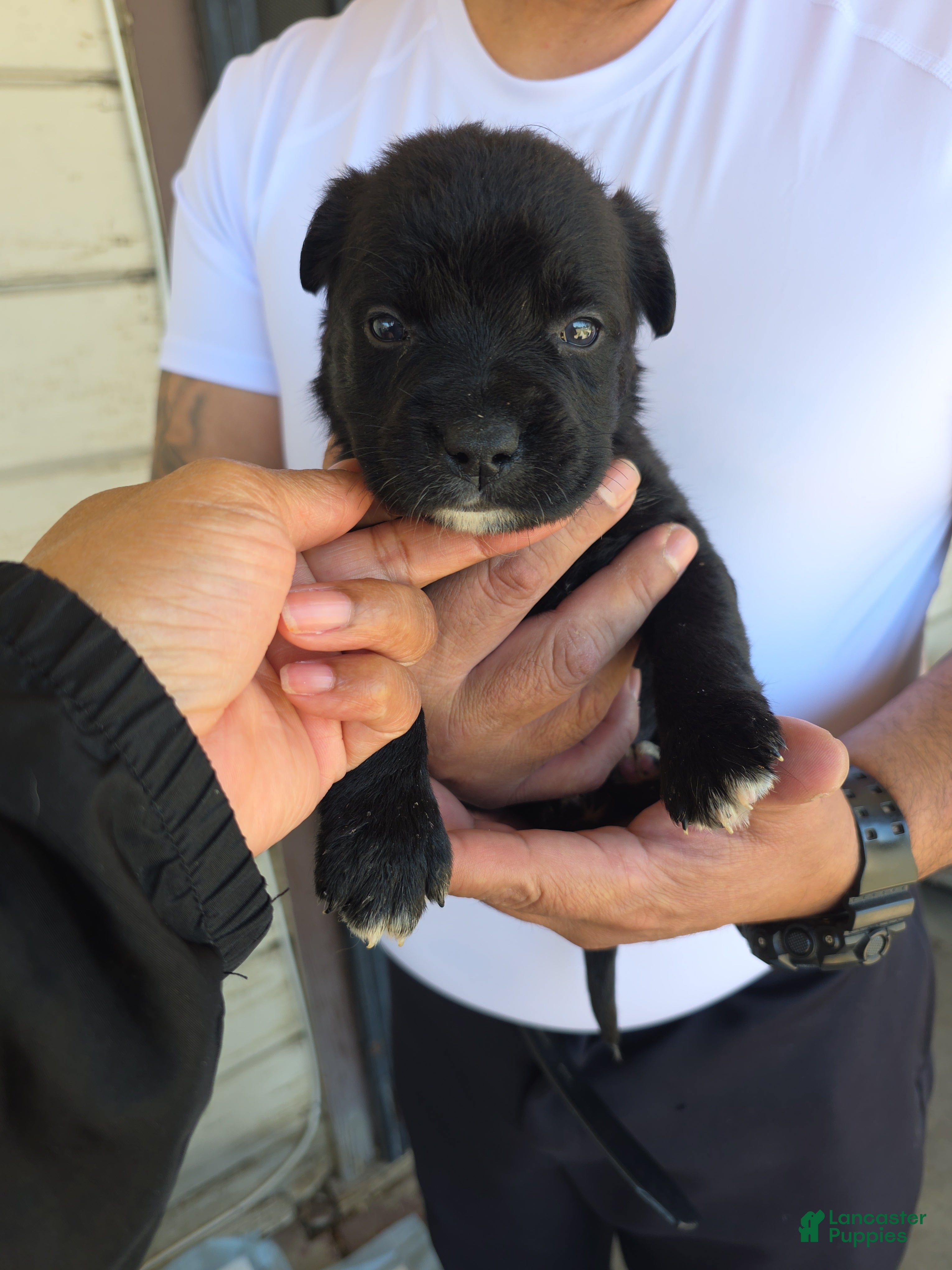 Goldador dogs Golden retriever/ Black Labrador Puppy 1 female  - Ad 1