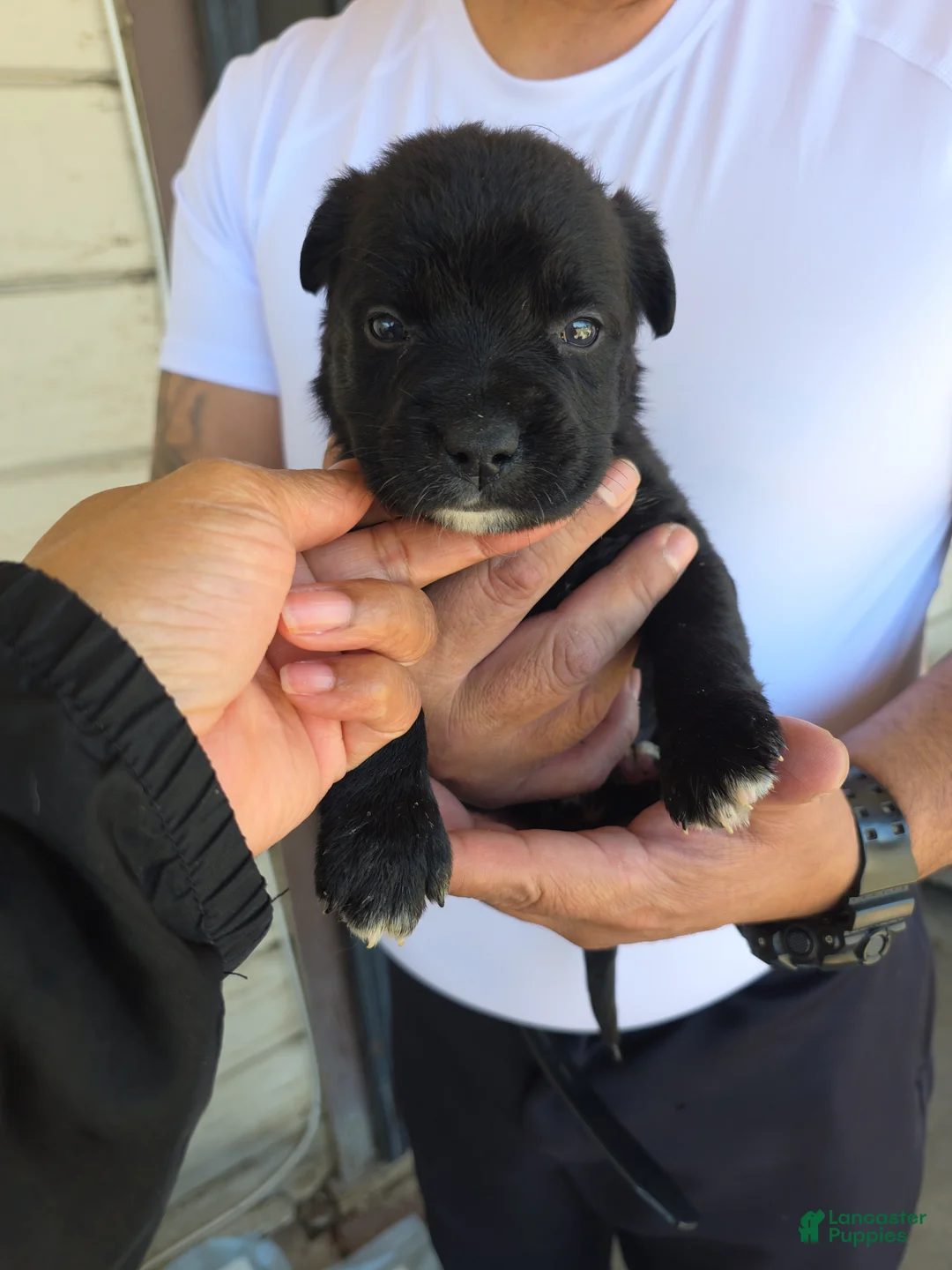 Goldador dogs for sale: Golden retriever/ Black Labrador Puppy 1 female  - Ad 1