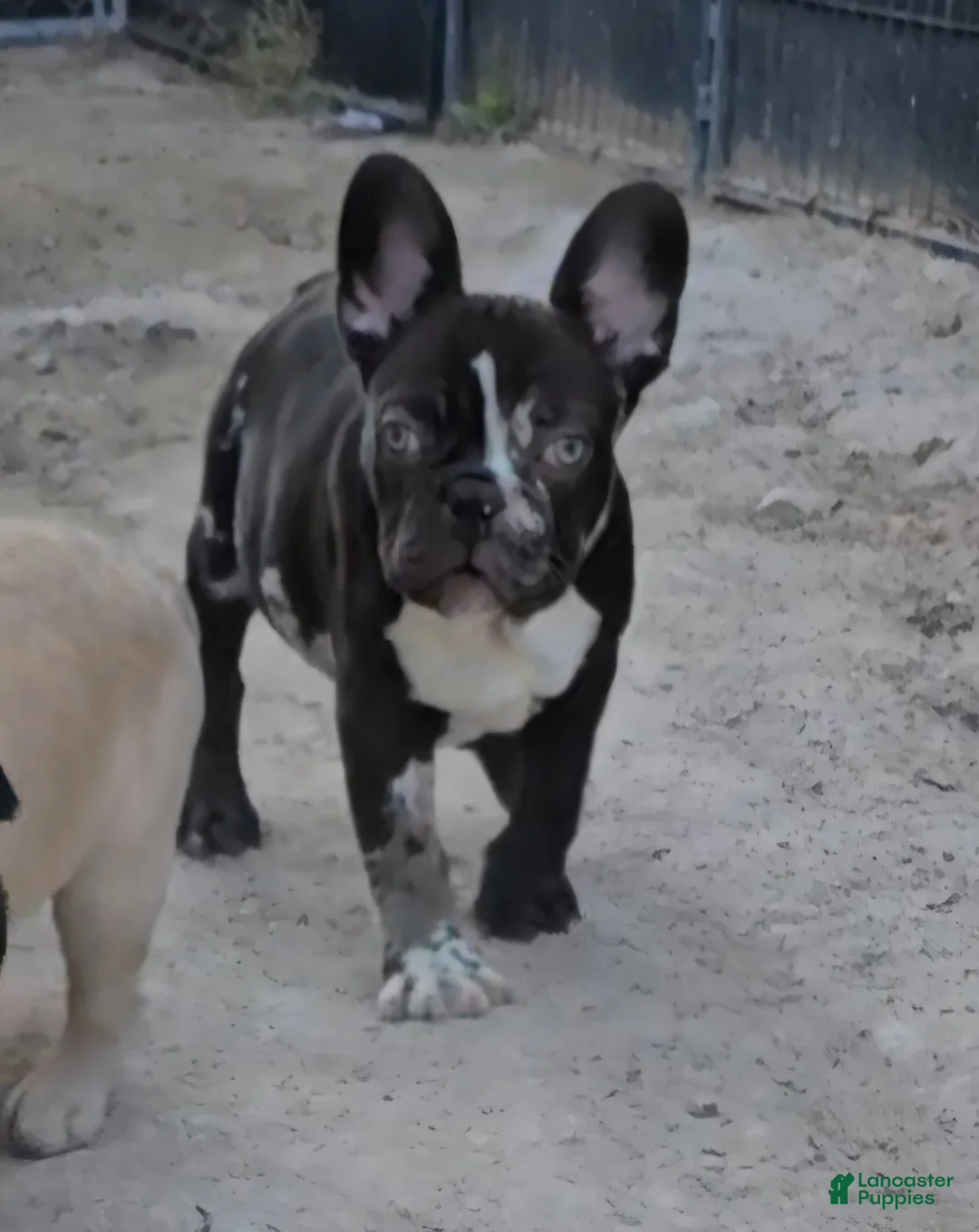 French Bulldog dogs for sale: French Bulldog Puppy 1 - Ad 7