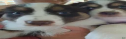 Australian Shepherd dogs for sale: May - Ad 1