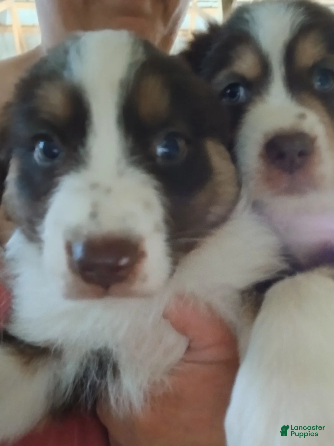 Australian Shepherd dogs for sale: May - Ad 1