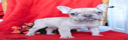 French Bulldog dogs for sale: Boston - Ad 2