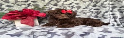 Shihpoo dogs for sale: Eve - Ad 6
