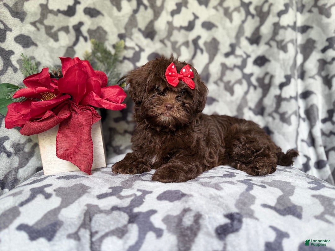 Shihpoo dogs for sale: Eve - Ad 6