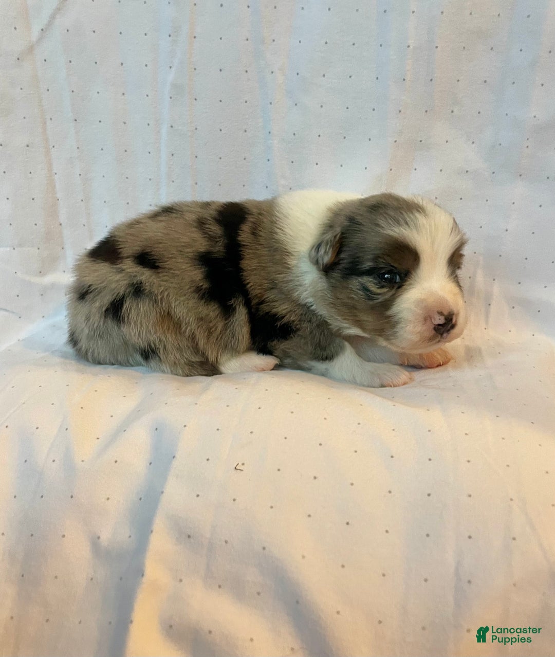 Australian Shepherd dogs for sale: Dime - Ad 2