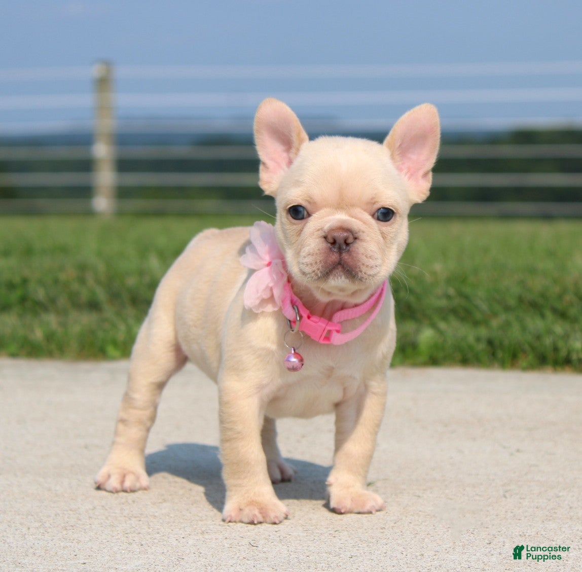 French Bulldog dogs Buttercup - Ad 2