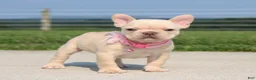 French Bulldog dogs for sale: Buttercup - Ad 2