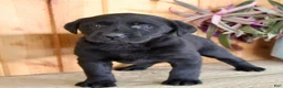Labrador Retriever dogs for sale: Lulu - Ad 7