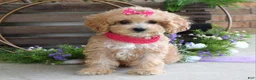 Maltipoo dogs for sale: Everly - Ad 5
