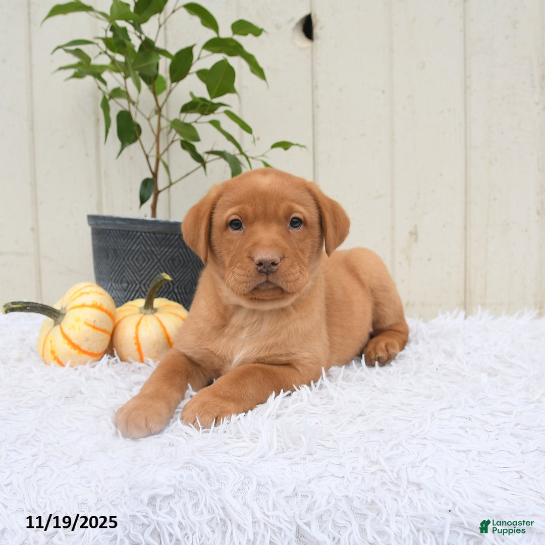 Labrador Retriever dogs for sale: Roman - Ad 5