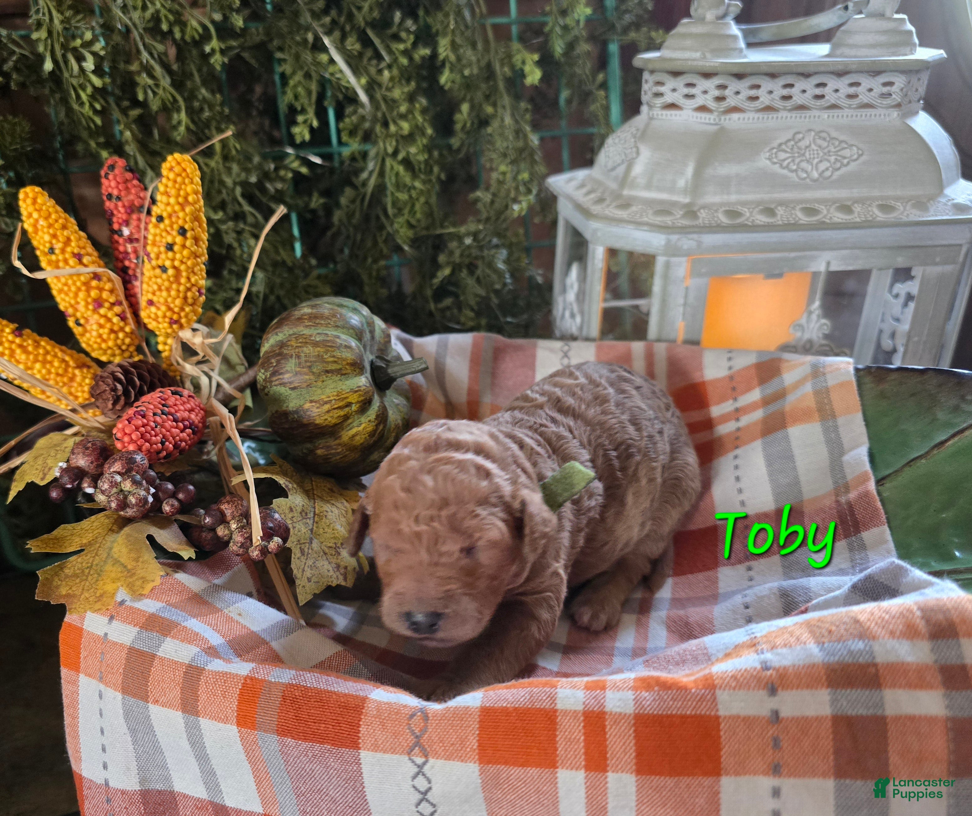 Goldendoodle dogs for sale: Mini Goldendoodle 2 - Ad 39