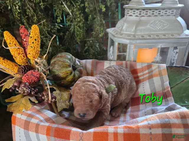 Goldendoodle dogs for sale: Mini Goldendoodle 2 - Ad 39