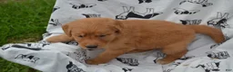 Golden Retriever dogs for sale: Rylie - Ad 2