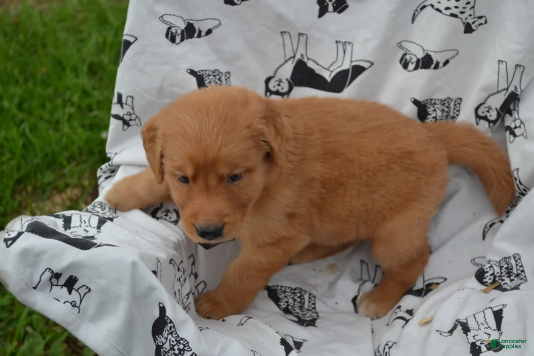 Golden Retriever dogs for sale: Rylie - Ad 2