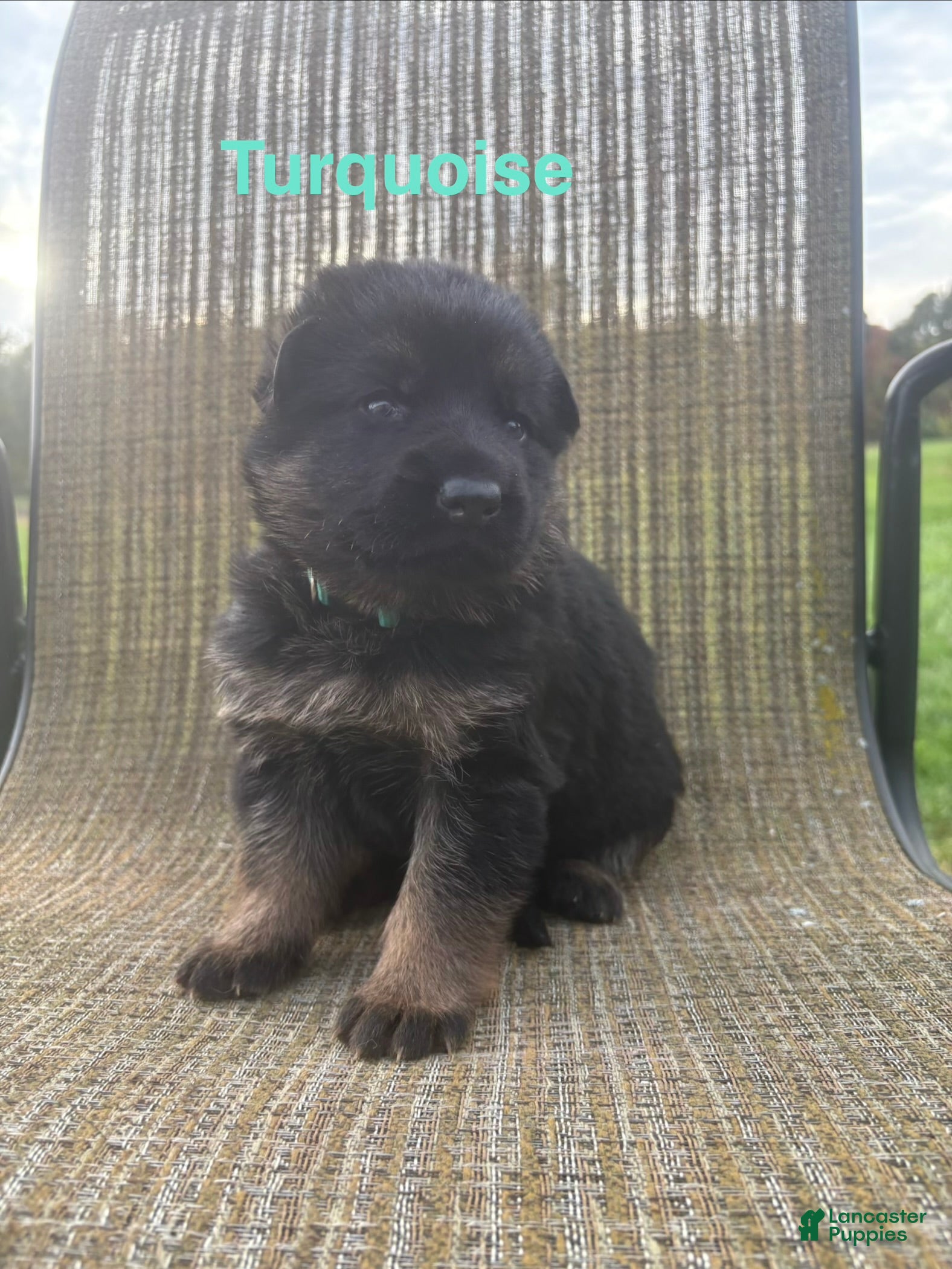German Shepherd dogs for sale: Turquoise Collar - Ad 2