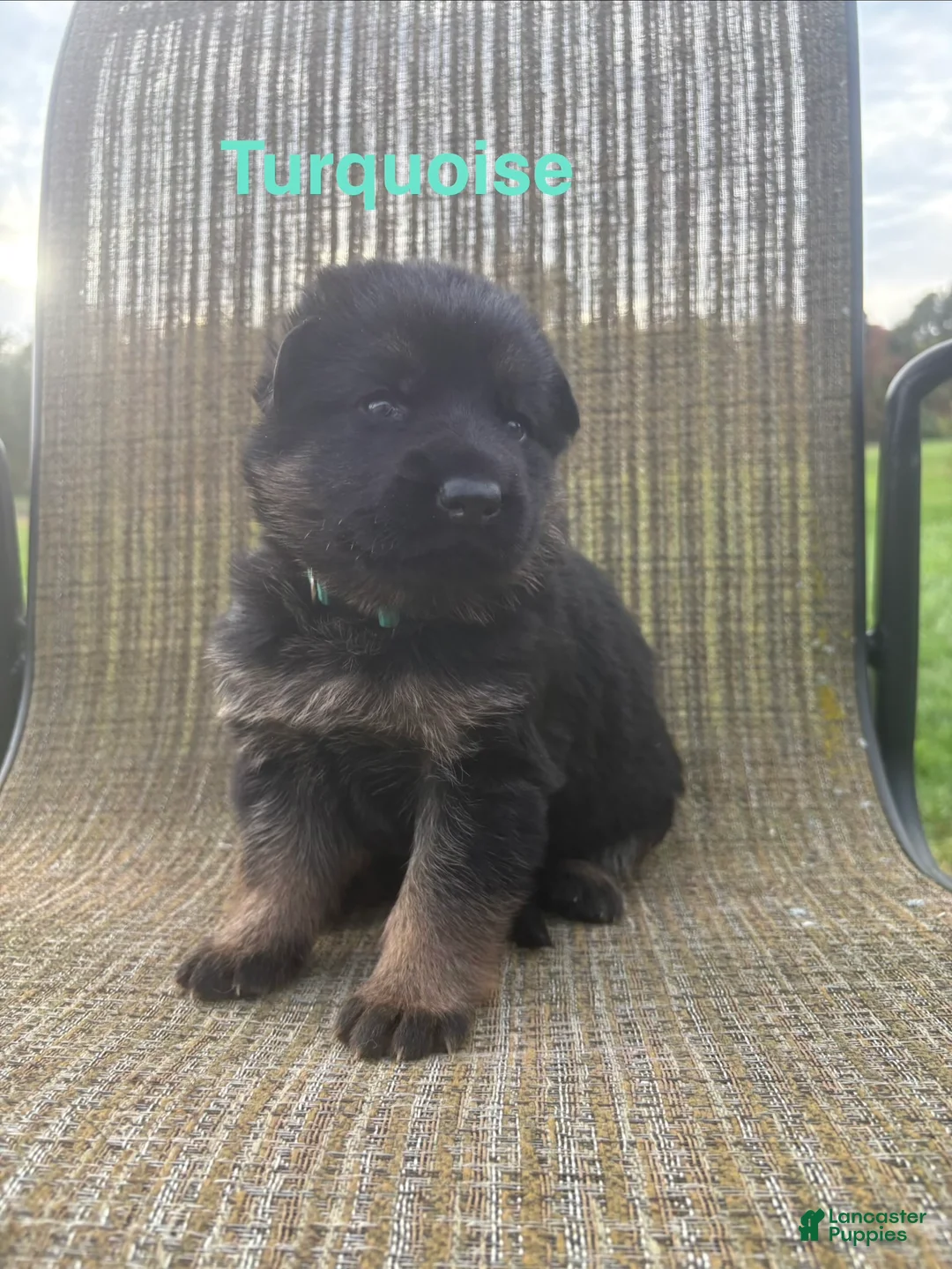 German Shepherd dogs for sale: Turquoise Collar - Ad 1