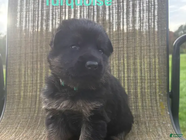 German Shepherd dogs for sale: Turquoise Collar - Ad 41