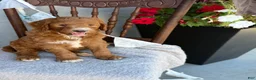 Goldendoodle dogs for sale: Cozette - Ad 9