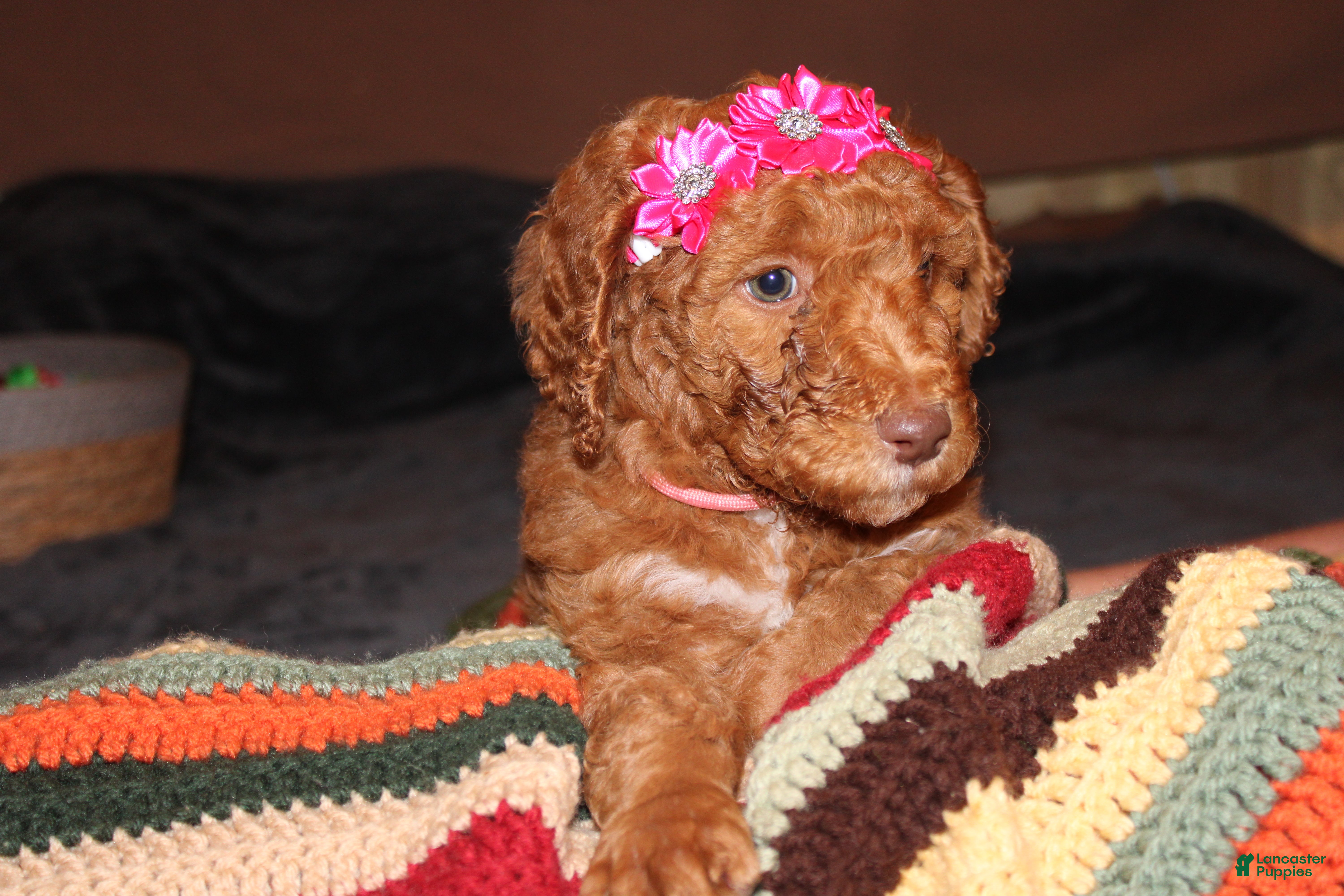 Standard Poodle dogs Standard Poodle Puppy 4 - Ad 39