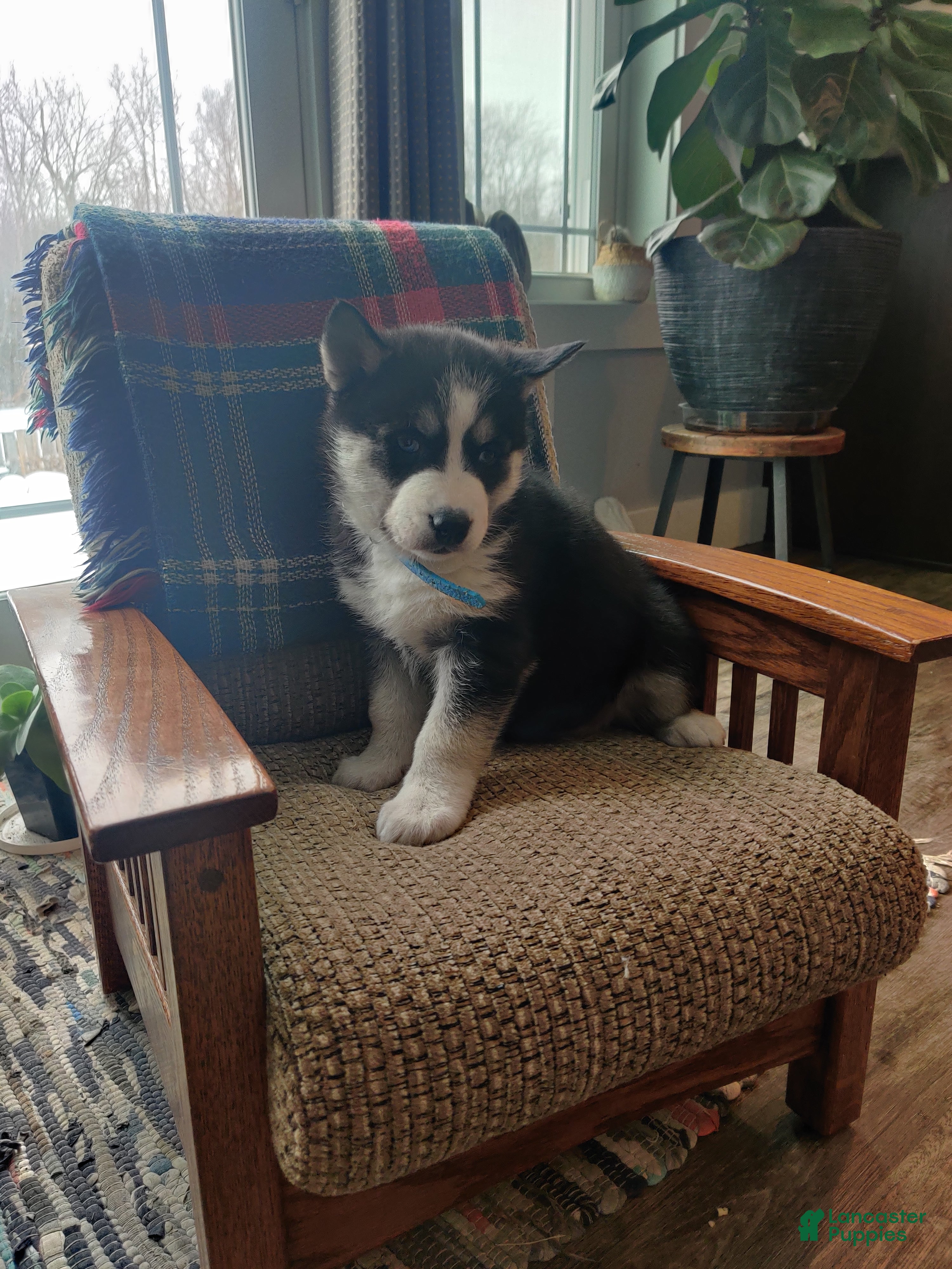 Siberian Husky dogs Aravis - Ad 18