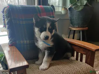 Siberian Husky dogs Aravis - Ad 9