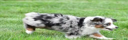 Miniature Australian Shepherd dogs for sale: Wendy - Ad 5