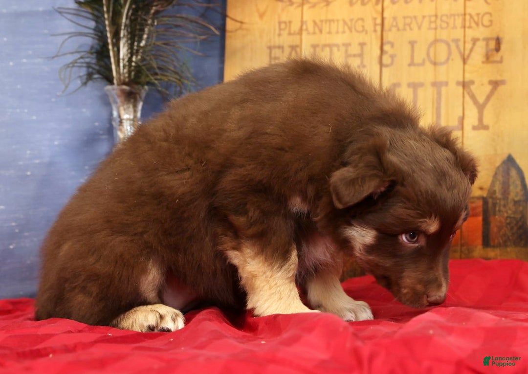 Miniature Australian Shepherd dogs for sale: Daisy - Ad 5