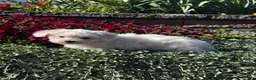 Coton De Tulear dogs for sale: Charles  - Ad 4
