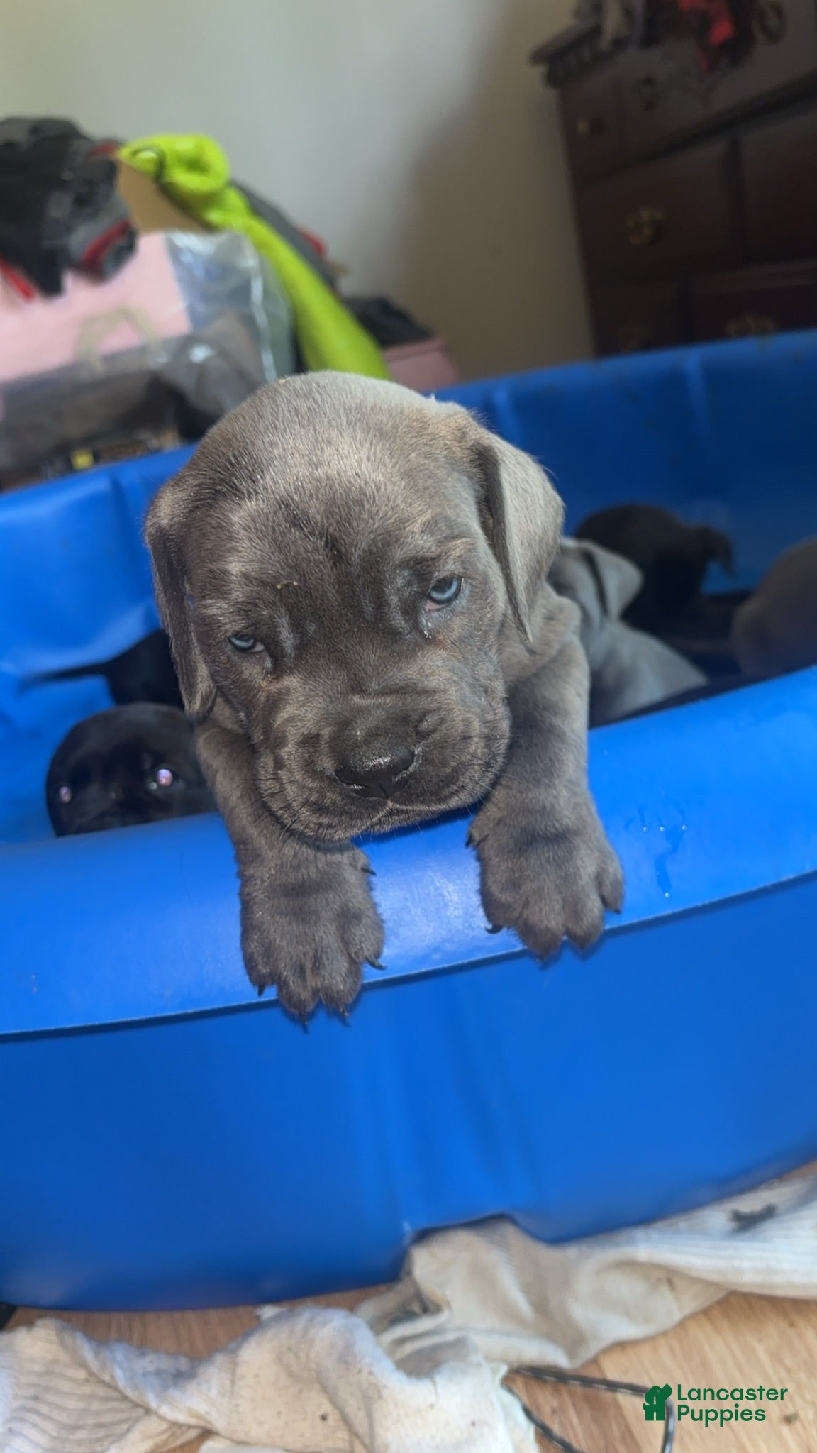 Cane Corso dogs Cane Corso 1 - Ad 7