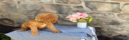 Goldendoodle dogs for sale: Maple - Ad 2