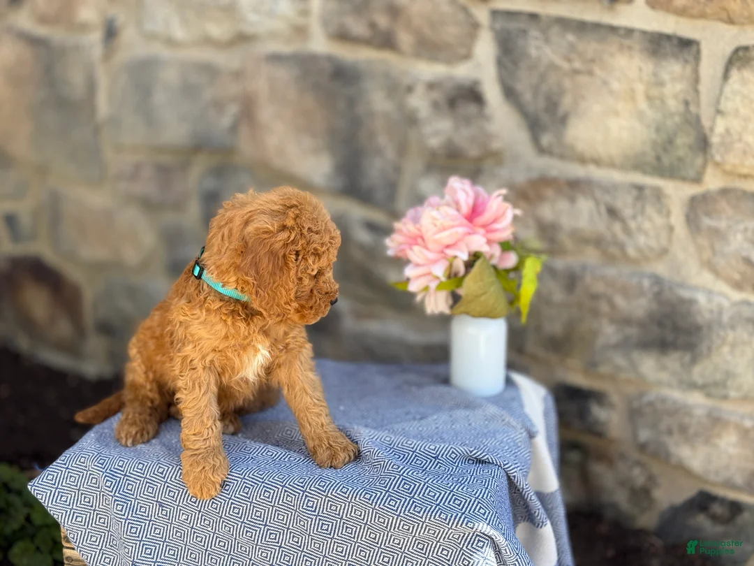 Goldendoodle dogs for sale: Maple - Ad 2