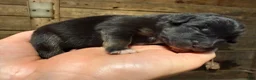 Australian Shepherd dogs for sale: Australian Shepherd 9 - Ad 2
